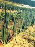 Naša dobra hrana- Konferencija o održivosti prehrambenog sustava