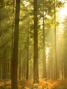 SPIRIT OF NATURE  